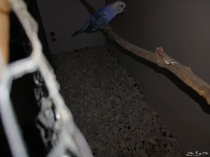 طير للبيع عصفور مع القفص كبير 120 2