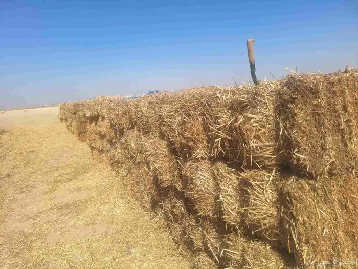 تبن قمح حويل 1