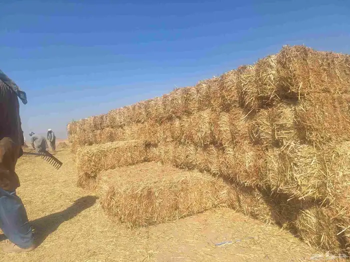 تبن قمح حويل 0