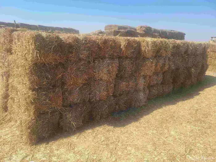 تبن قمح حويل 2