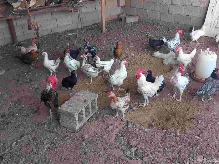 دجاج بلدي بياض العدد فوق الخمسين مع الديكه اثنين مهجن باكستا 5