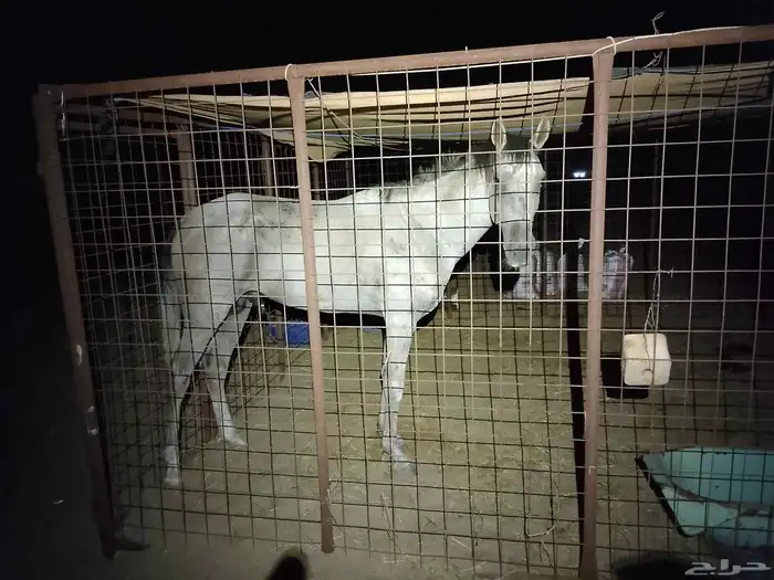 خيل شعبي للبيع البيع سمح ومستعجل للزبون الصامل الموقع املج 0