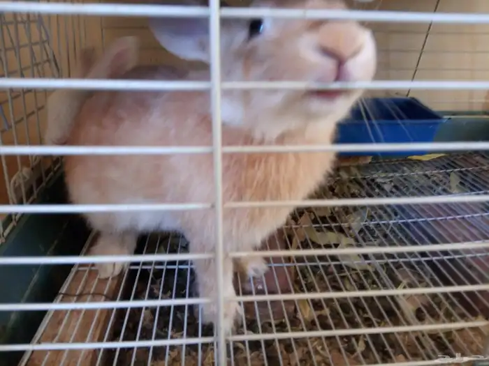 أرانب ذكر وأنثى 3