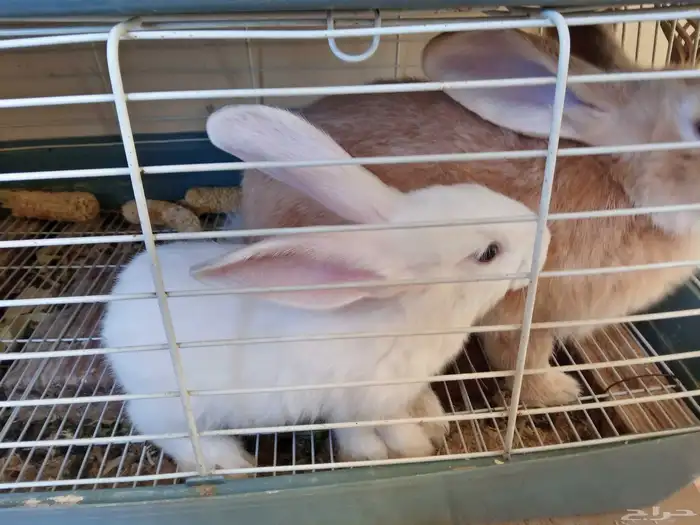 أرانب ذكر وأنثى 5