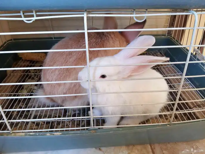 أرانب ذكر وأنثى 0