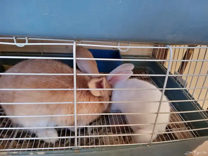 أرانب ذكر وأنثى 2