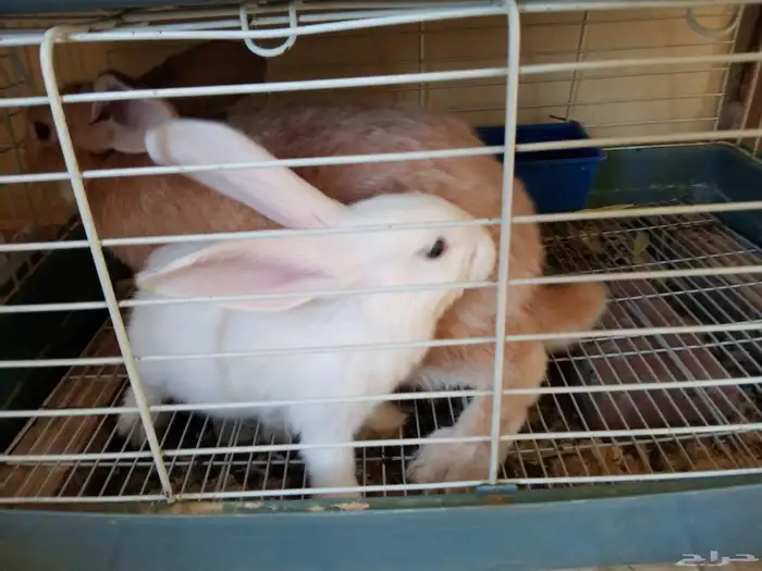 أرانب ذكر وأنثى 4