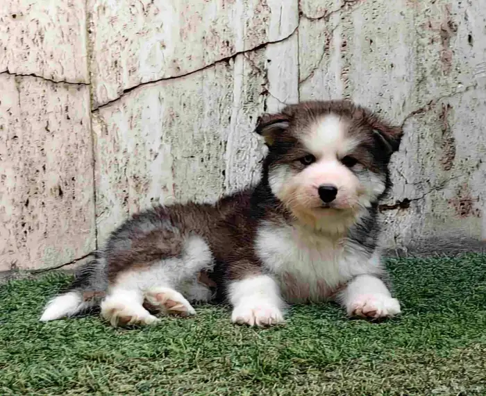 كلب هاسكي جرو 1