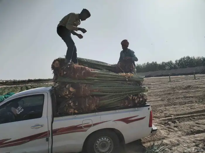 ابومحمد لتوريد جميع انواع النخيل المثمر 4