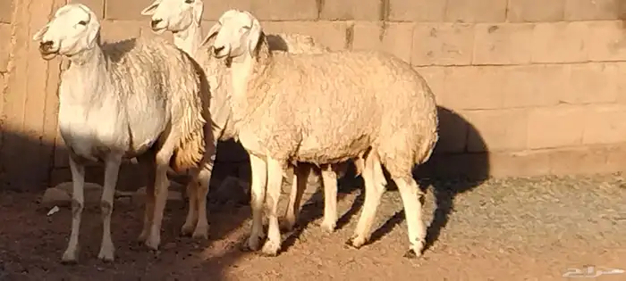 جذعه حريه مقاني أو ذبح طيبه عمرها 11 شهر العدد وحده 1