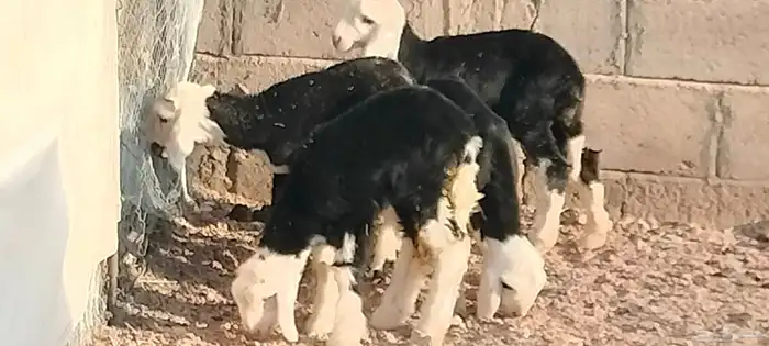 دواغير نجد العدد 3 خاروفين ورخل عمرهم سبوع 3