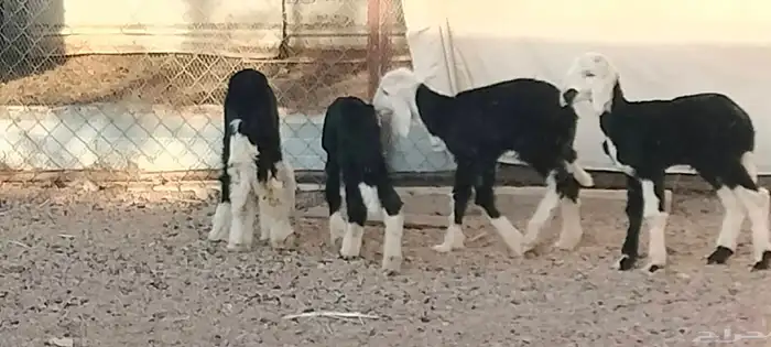 دواغير نجد العدد 3 خاروفين ورخل عمرهم سبوع 1