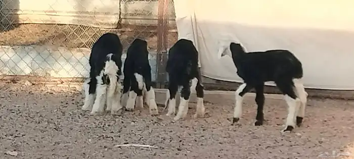 دواغير نجد العدد 3 خاروفين ورخل عمرهم سبوع 6