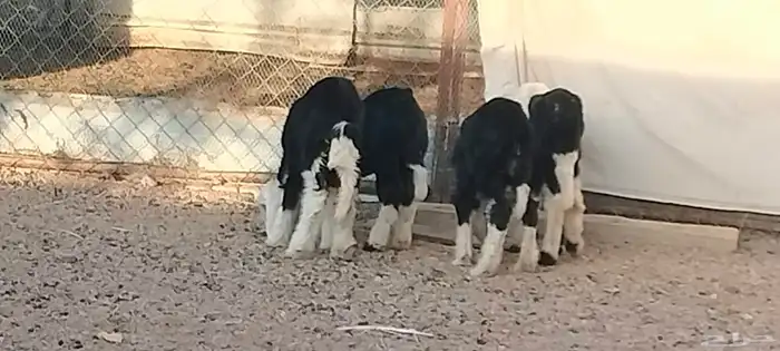 دواغير نجد العدد 3 خاروفين ورخل عمرهم سبوع 4