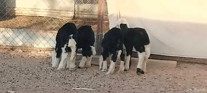 دواغير نجد العدد 3 خاروفين ورخل عمرهم سبوع 5