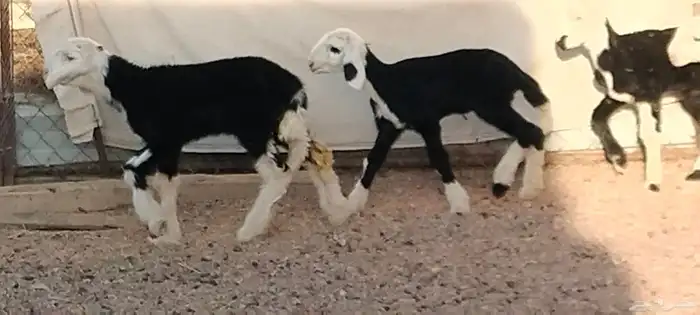 دواغير نجد العدد 3 خاروفين ورخل عمرهم سبوع 2