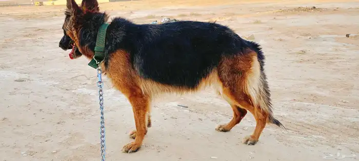 أنثى جيرمن شيبرد 0