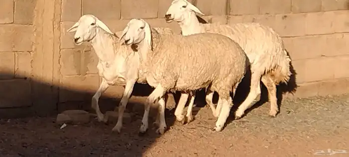 جذعه حريه مقاني أو ذبح طيبه عمرها 11 شهر العدد وحده 3