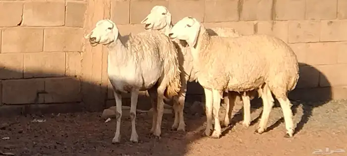 جذعه حريه مقاني أو ذبح طيبه عمرها 11 شهر العدد وحده 4