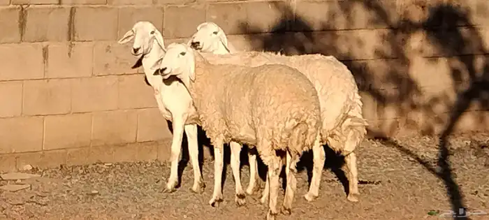 جذعه حريه مقاني أو ذبح طيبه عمرها 11 شهر العدد وحده 2