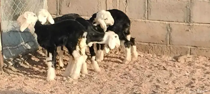 دواغير نجد العدد 3 خاروفين ورخل عمرهم سبوع 0