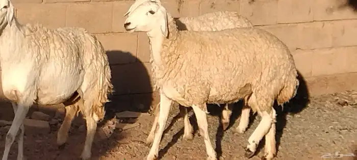 جذعه حريه مقاني أو ذبح طيبه عمرها 11 شهر العدد وحده 0