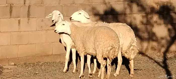 جذعه حريه مقاني أو ذبح طيبه عمرها 11 شهر العدد وحده 5