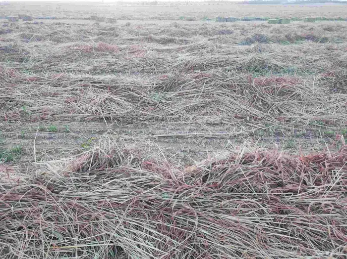 ذرة جيزانية ناعمة 3