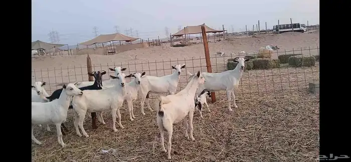 معذا بيشيه العدد 9 2