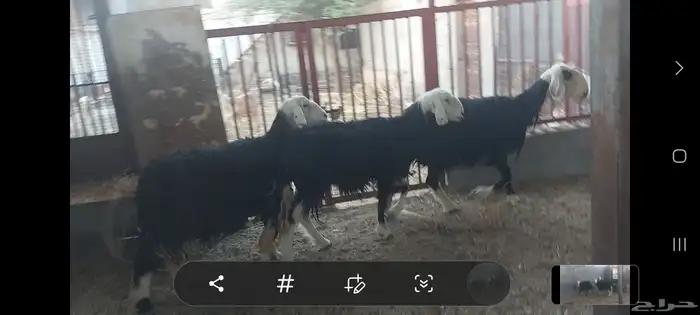 شوهات الاحساء الهفوف شارع الملكي 2