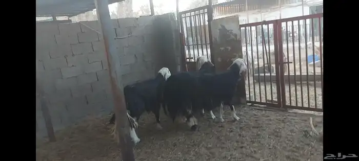 شوهات الاحساء الهفوف شارع الملكي 6