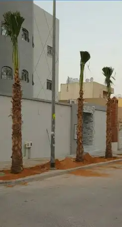 لبيع نخيل واشنطنيا 4