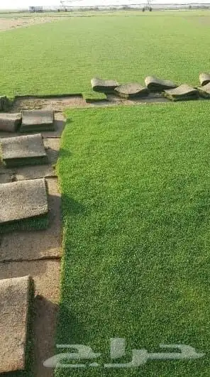 مزارع الخرج لجميع انواع الثيل وجميع انواع اشجار وتنسق حدائق 7