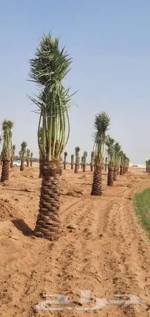 توريد نخيل بجميع انواعه 6
