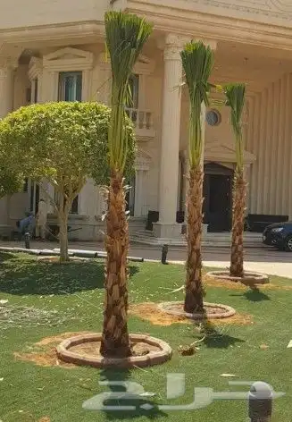 لبيع نخيل واشنطنيا 3