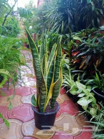 يوجد جميع انواع الاشجار والنباتات يوجد تيل طبيعي يوجد صيانية 7