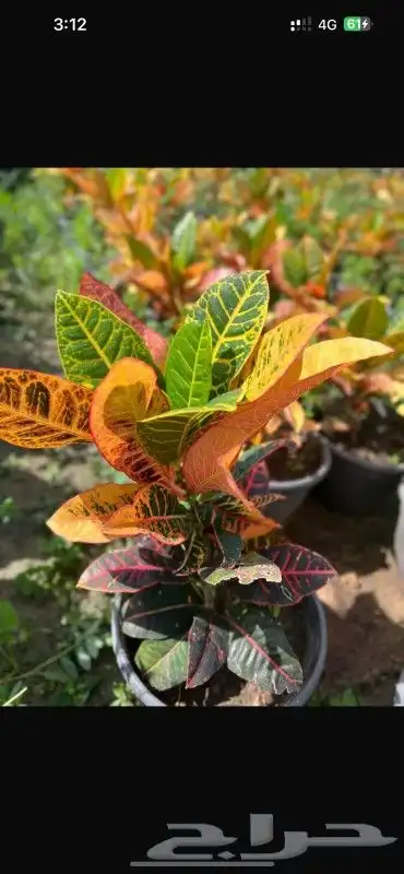 يوجد جميع انواع الاشجار والنباتات يوجد تيل طبيعي 4