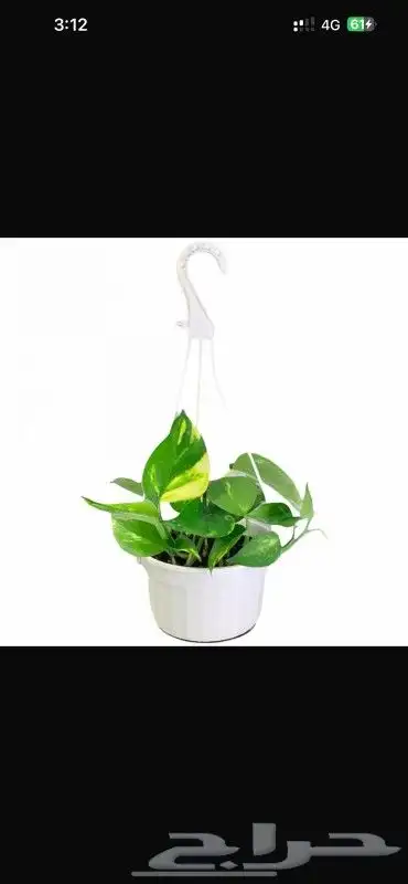 يوجد جميع انواع الاشجار والنباتات يوجد تيل طبيعي 6