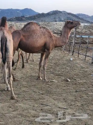 نياق حمر عوادي 1