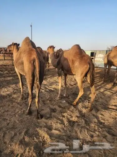 نياق حمر عوادي 12