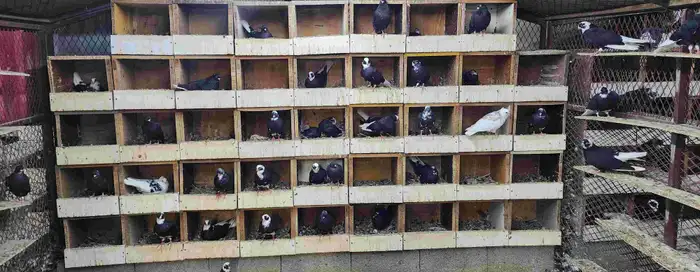 حمام قطيفي 1