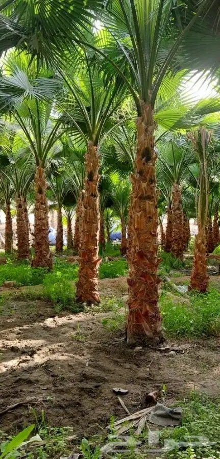 لبيع نخيل واشنطنيا 5