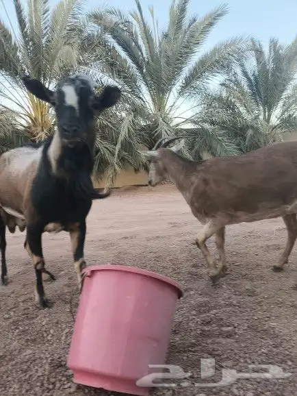 عنز وتيس جنوبيات 3