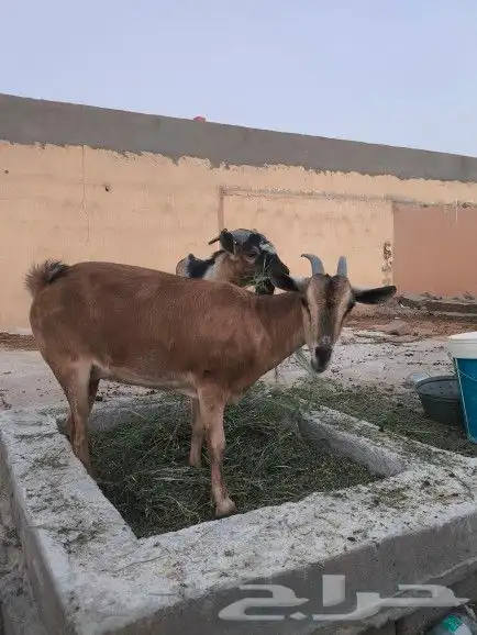 عنز وتيس جنوبيات 0