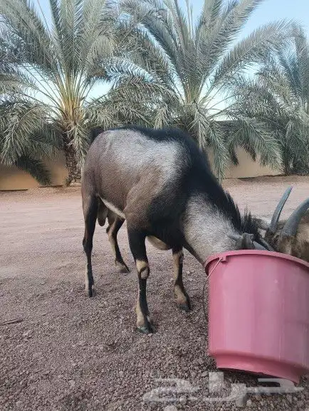 عنز وتيس جنوبيات 1