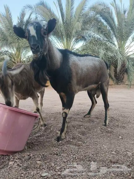 عنز وتيس جنوبيات 4