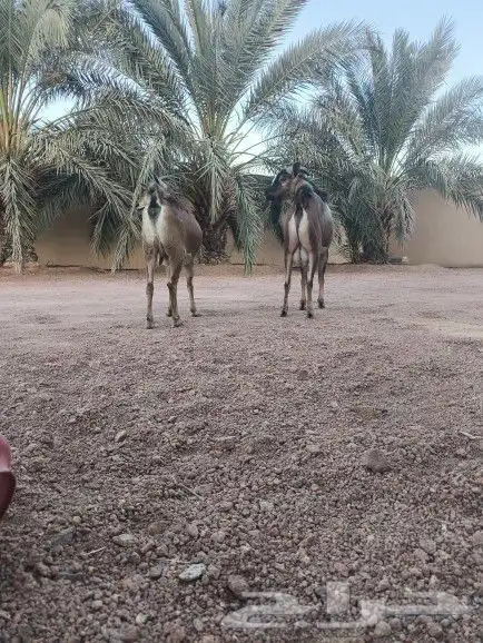 عنز وتيس جنوبيات 2