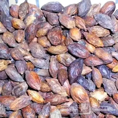 بذور ترمناليا منتاليا وبرسيم 0