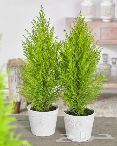 مزارع ومنسق حدائق 1