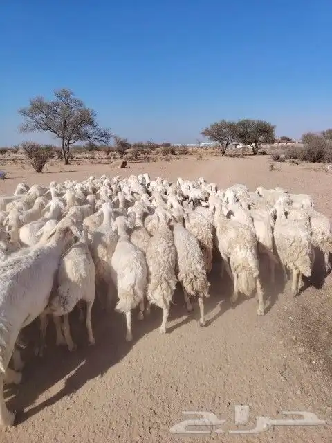 غنم حريه حرش مراح وحد قطعه وحده العداد 100الغنم طيبه 1